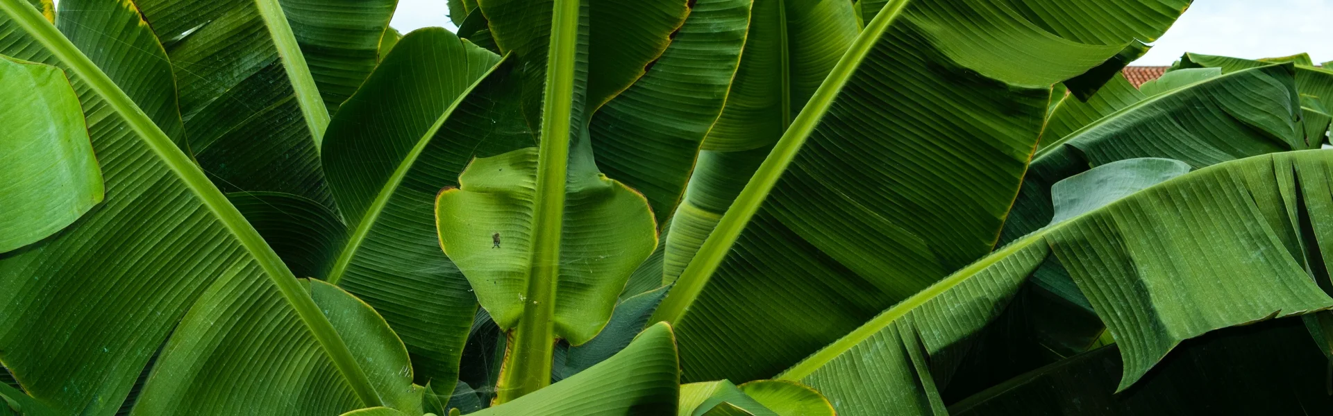 ENVIRONNEMENT