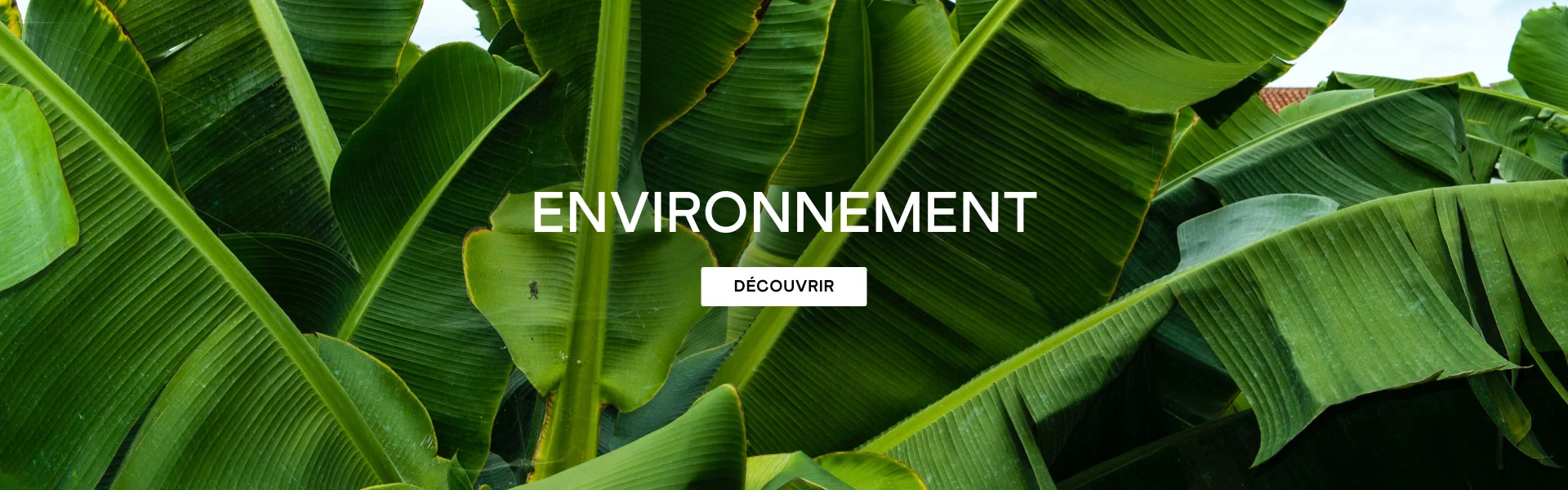 ENVIRONNEMENT EN SAVOIR PLUS